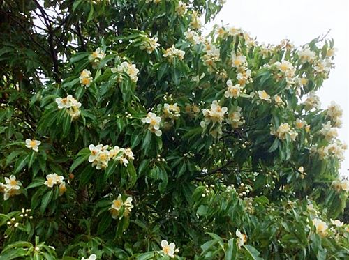 イジュの花①