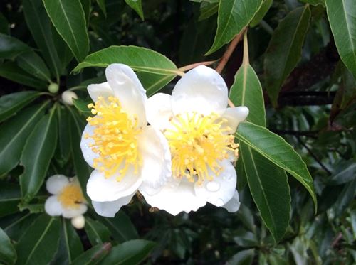 イジュの花②