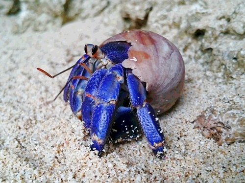 神嶺浜のヤドカリ