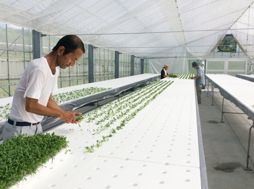 定植の様子