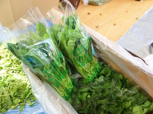 今から出荷