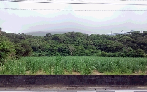 サトウキビ畑