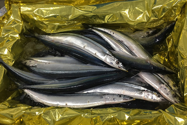 【50セット限定】女川港水揚げ秋刀魚！30尾コース